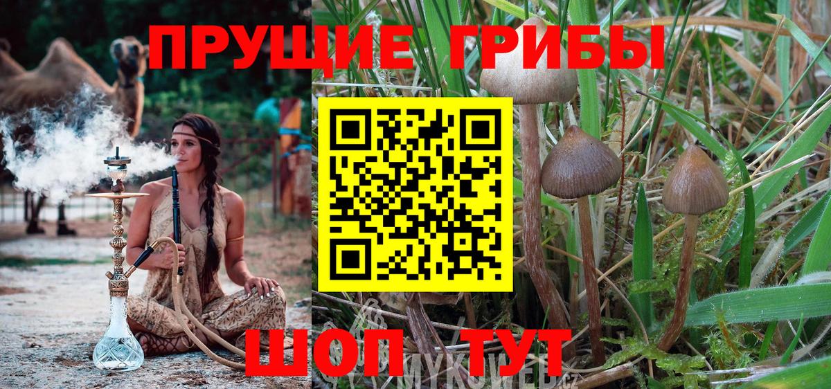 Прохладный  Галлюциногенные грибы Cubensis  Вход с VPN 